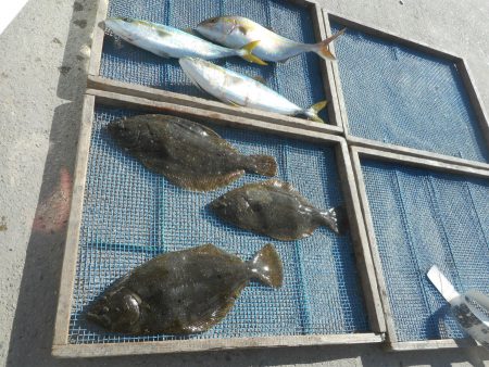 大進丸（愛知） 釣果