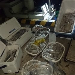 海宝丸 島根 釣果