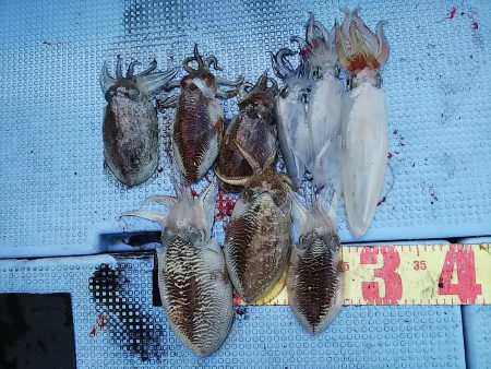 第二常豊丸 釣果