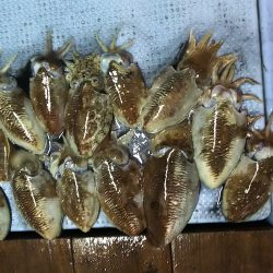 第二常豊丸 釣果