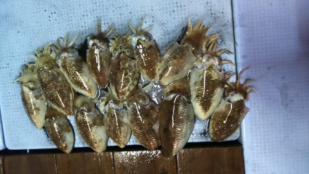 第二常豊丸 釣果