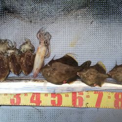 第二常豊丸 釣果