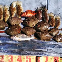 第二常豊丸 釣果