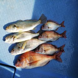 第二常豊丸 釣果