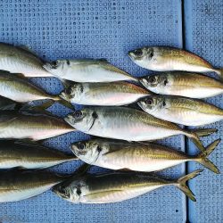 第二常豊丸 釣果