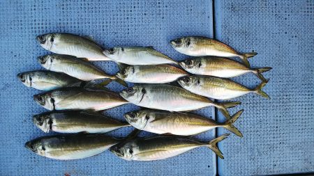 第二常豊丸 釣果