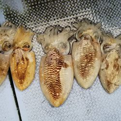 第二常豊丸 釣果