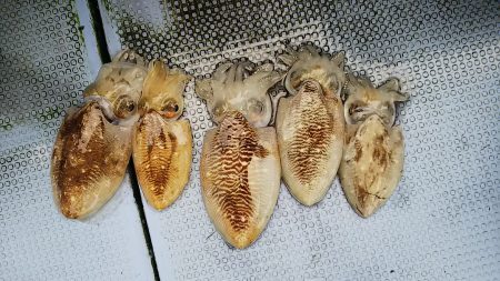 第二常豊丸 釣果