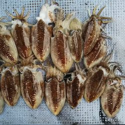 第二常豊丸 釣果