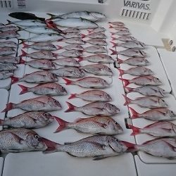 フィッシングボートACE(エース) 釣果