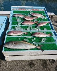 和歌山マリーナシティ釣り堀 釣果