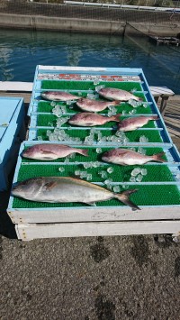 和歌山マリーナシティ釣り堀 釣果