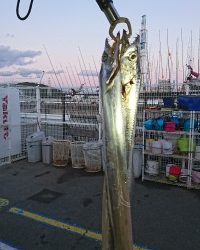 和歌山マリーナシティ釣り公園 釣果