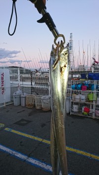 和歌山マリーナシティ釣り公園 釣果