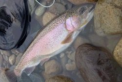 会津大川（会津非出資漁業協同組合） 釣果