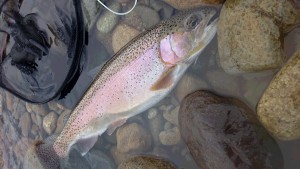 会津大川（会津非出資漁業協同組合） 釣果