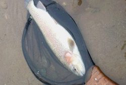 会津大川（会津非出資漁業協同組合） 釣果