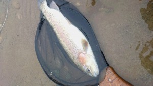 会津大川（会津非出資漁業協同組合） 釣果