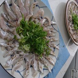 武士(SAMURAI) 釣果