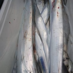 武士(SAMURAI) 釣果