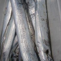 武士(SAMURAI) 釣果