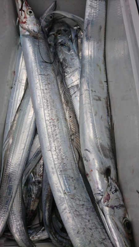 武士(SAMURAI) 釣果