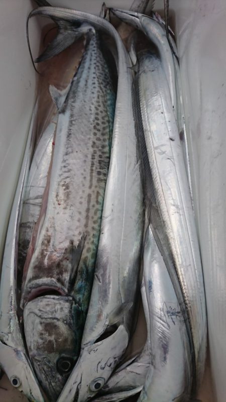 武士(SAMURAI) 釣果