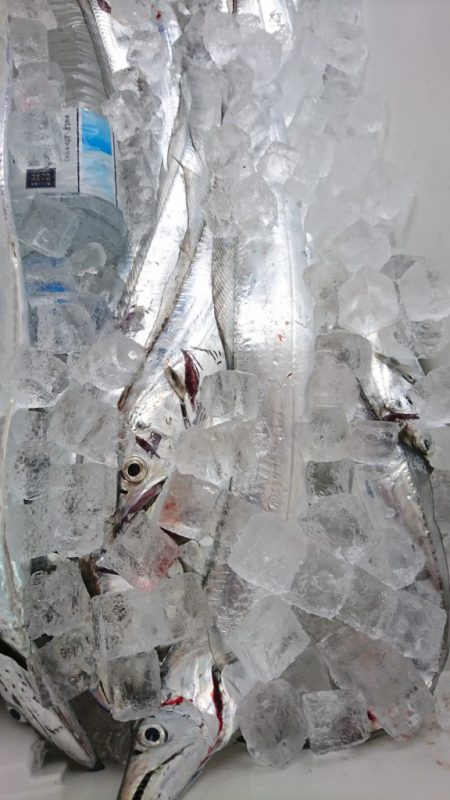 武士(SAMURAI) 釣果