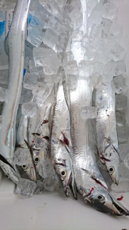 武士(SAMURAI) 釣果