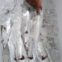 武士(SAMURAI) 釣果