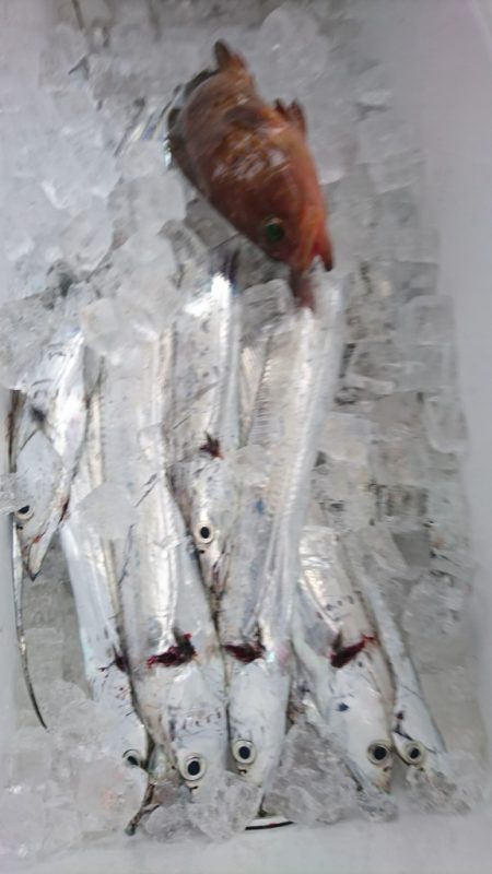 武士(SAMURAI) 釣果