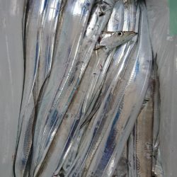 武士(SAMURAI) 釣果