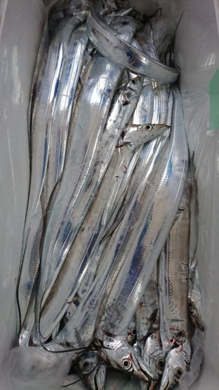 武士(SAMURAI) 釣果