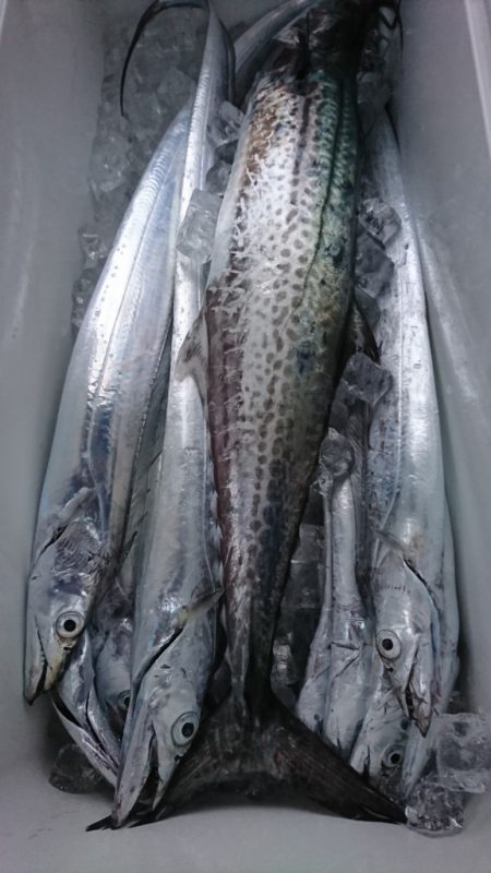 武士(SAMURAI) 釣果