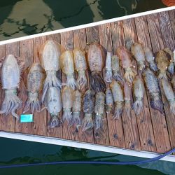 フィッシングボートACE(エース) 釣果