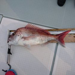 フィッシングボートACE(エース) 釣果