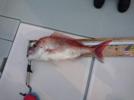 フィッシングボートACE(エース) 釣果