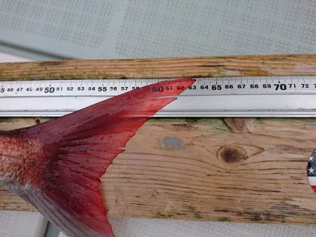 フィッシングボートACE(エース) 釣果