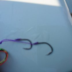 フィッシングボートACE(エース) 釣果