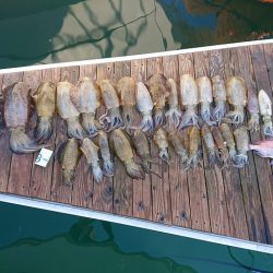 フィッシングボートACE(エース) 釣果