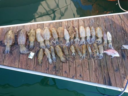 フィッシングボートACE(エース) 釣果