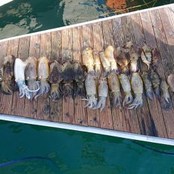 フィッシングボートACE(エース) 釣果