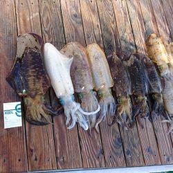 フィッシングボートACE(エース) 釣果