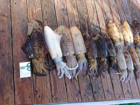 フィッシングボートACE(エース) 釣果