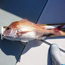 フィッシングボートACE(エース) 釣果