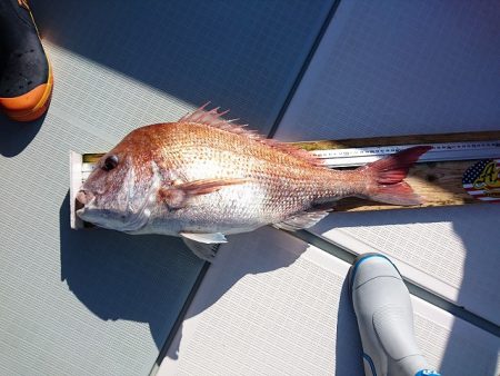 フィッシングボートACE(エース) 釣果