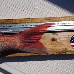 フィッシングボートACE(エース) 釣果