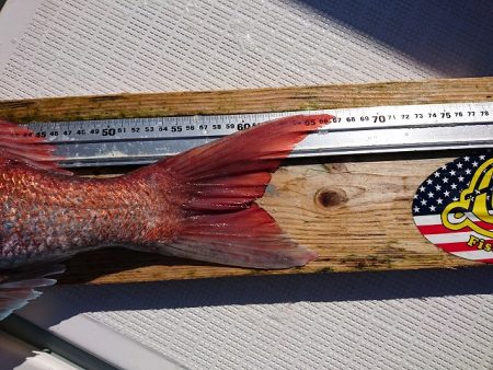 フィッシングボートACE(エース) 釣果