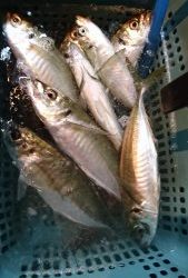愛海丸 釣果