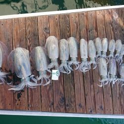 フィッシングボートACE（エース） 釣果